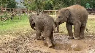 Two Young Baby Elephants Enjoying In Little The Mud Hole - ElephantNews