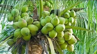 How to make coconut hold more fruit 100% work