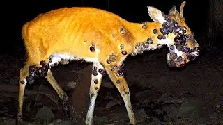 The Strangest Things Caught on Trail Cams