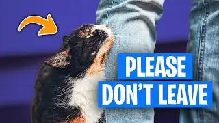 Cat Separation Panic: Effective Cat Anxiety Solutions
