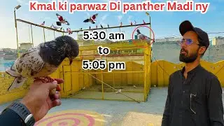 Parwazi kabootaron ki last phirat cheena kabootar Nhi aya 😱| Dar pigeons club |