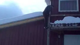 Manda cislau, saritura in zapada.mp4