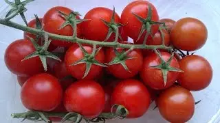 hydroponics 15 large cherry)))