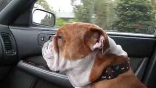 Riley rides shotgun to get a bagel w/ Justin!