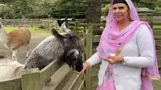 Nasheya Gea Koi | Satinder Sartaaj | Sukhvinder Kaur | Paradise Valley| New Zealand