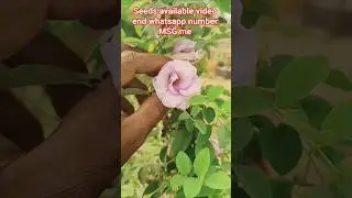 seeds available video end whatsapp number MSG me గులాబీ ముద్ద శంకుపువ్వులు విత్తనాలు ఉన్నాయి కావాల