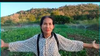 มาหาผักเก็บผักไปทำบุญที่วัดป่าพรุ่งนี้  ปลูกผักด้วยแหล่งน้ำธรรมชาติ