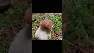 ПОЛЯНА-СКАЗКА! БЕЛЫЕ ТОЛСТЯКИ! #mushroom #природа #nature  #грибы #boletusedulis #fungi #еда  #лето