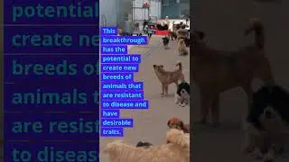 #GeneticRevolution #AnimalBiotech #GeneEditingBreakthrough #HealthierAnimals