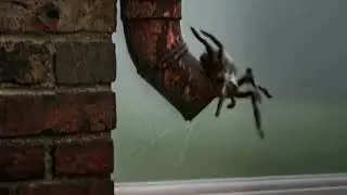 Spiderville (Original Song)