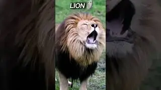 Big cat Roar ☠️