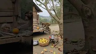 bandar or #youtubeshorts #cartoon #animation #animalsdoingthings
