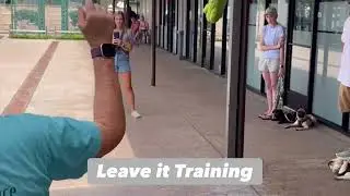 Leave it Training - Balanced Obedience Dog and Puppy training specializes