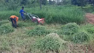 grass cutting at Grasslands dairy farms