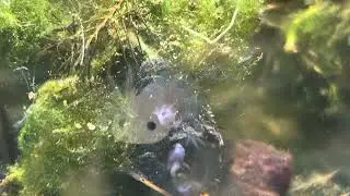 #axolotls #raisingaxolotls #brineshrimp #axolotleggs #axolotl #exoticpets #aquarium #aquaticpets
