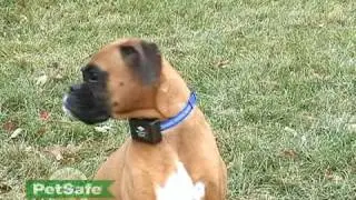 PetSafe Lifestyle Products