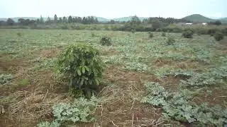 Watermelon Farming at Heywood Group LimitedF