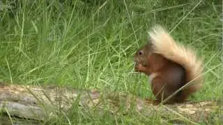 Red Squirrels Northern England