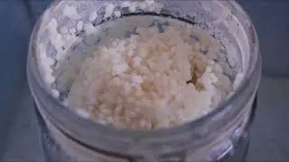 Sake Making: Koji