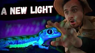10 Reptiles & Amphibians That Glow In The Dark