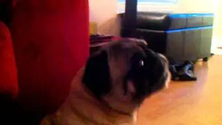 Upset pug crying