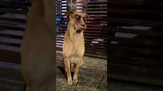 Bhootiya Dog ☠️ #shorts #funny #bhoot #comedy #ghost #horror #horrorsounds #dogshorts #ytviral #dog