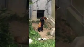 Why does red panda behave like this 😨