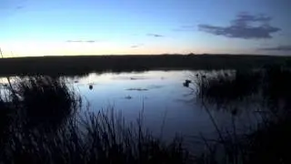 TCT's Fowl Fanatics