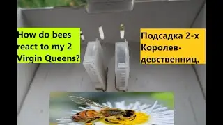 Подсадка 2-х Королев-девственниц Бакфаст. Вернулись ли матки с облета?