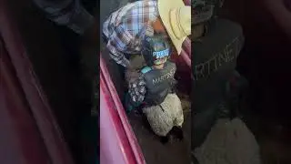 Last sheep ride of his career, 2nd place #sheepriding #calfriding #minibulls #rodeolife #PBR