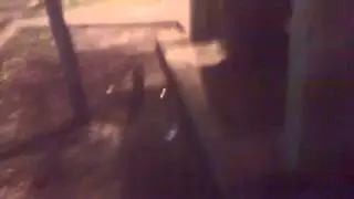 Poor Stray Kitty Outside Sadface 4