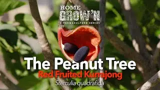 EP #11 - What the Peanut Tree tastes like: Red Fruited Kurrajong, Sterculia quadrafida | Home Grow&rsquo;n
