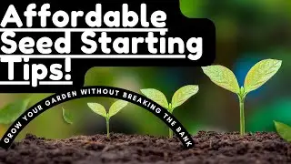 Seed Starting On A Budget: Easy Ways To Save Money!