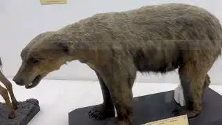 Indian Museum Kolkata - Kolkata horror Story  #vlog