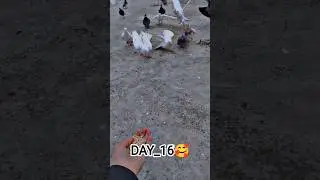@PiGeOn__LoVeR__m kabuter ki video #viral#short#birda