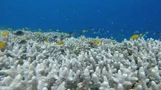 AMAZING SEA BED OF BALICASAG ISLAND #bohol #philippines #family #fish #gopro #sea #island #coralreef