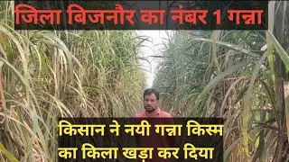 जिला बिजनौर का नंबर 1 गन्ना किसान ने नयी गन्ना किस्म का किला खड़ा कर दिया #lovekisan@lovekisan862