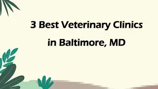 3 Best Veterinary Clinics in Baltimore, Maryland 2024 | Animal Hospitals