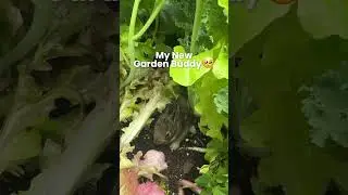 He&rsquo;s so cute 🥺 I don&rsquo;t mind if he takes a nibble of my lettuce 😅 #bunny #cute #garden