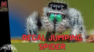 Introduction to REGAL JUMPING SPIDER: Meet (Phidippus regius)