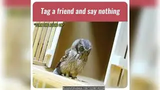 Must watch funny video | DKvideos