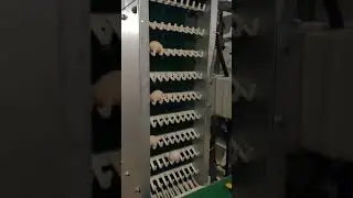 Automatic Egg Layer Cage Equipment Egg Collection Transportation System