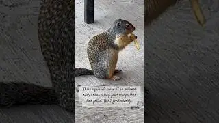 Columbian Ground Squirrels