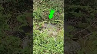 একটি শিয়াল ময়ূরকে আক্রমণ করেছে #fox #peacock #attack