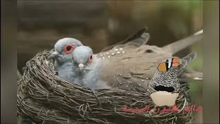 تحفيز الحمام الملكي على التزاوج