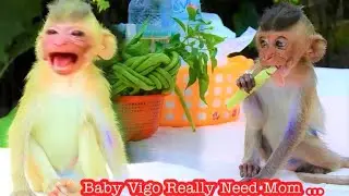 Mommy...I Need You Now !!! Poor Pity Blind Baby Vigo Really Mom Even She Has Enough Food And MILK
