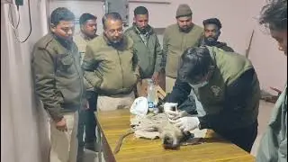Care of langur affected from electric shock #nature #wildliferescue  #adventure #forest #वनविभाग