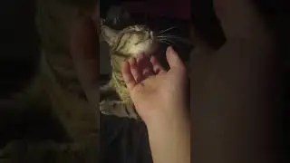 My cat both hates the attention and loves the attention equally