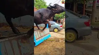 Buffalo unloading video 😱🐂🇧🇩 #trending #buffalo #video #bull #shorts #short #viralvideo #animals 😱🐂💓