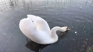 King swan feeding on seeds.